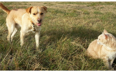 image for Identifying your Pet - Microchipping and Tagging